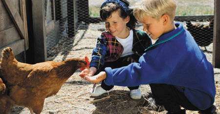 Feeding chickens